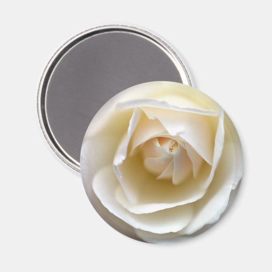 White Rose Magnet (Vorderseite/Rückseite)