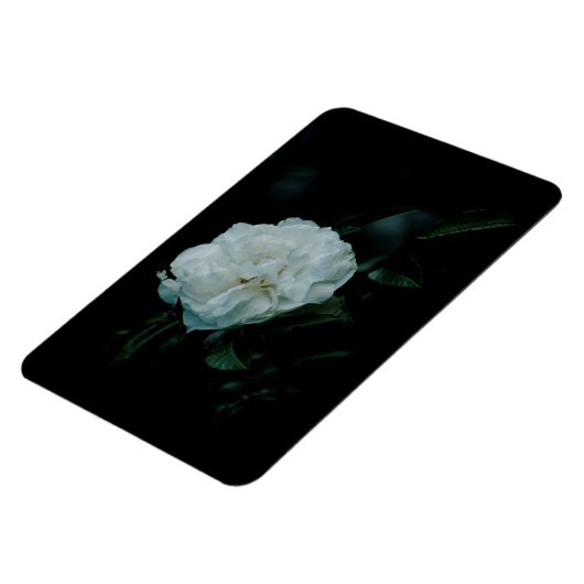 White Rose Magnet (Linke Seite)