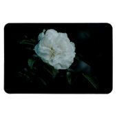 White Rose Magnet (Horizontal)