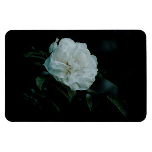 White Rose Magnet