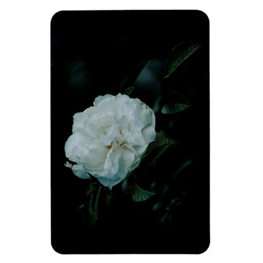White Rose Magnet (Vertikal)