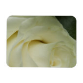White Rose Magnet (Horizontal)