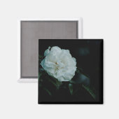 White Rose Magnet (Vorderseite/Rückseite)