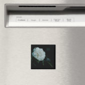 White Rose Magnet (In Situ (Geschirrspüler))