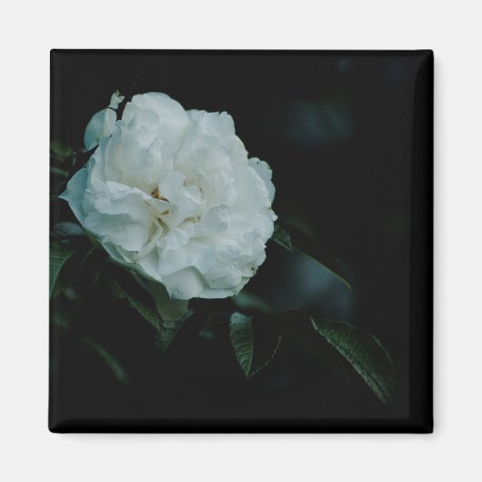 White Rose Magnet (Vorne)