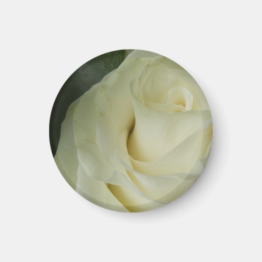 White Rose Magnet (Vorne)