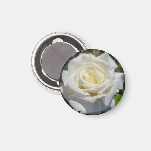 White Rose Magnet (Vorderseite/Rückseite)