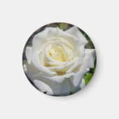 White Rose Magnet (Vorne)