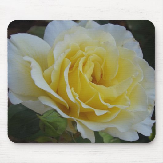 White Rose Mousepad (Vorne)