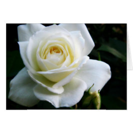 White Rose Note Card