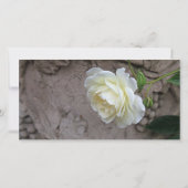White rose photo floral sympathy dankeskarte (Rückseite)