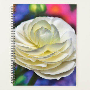 White Rose Planer