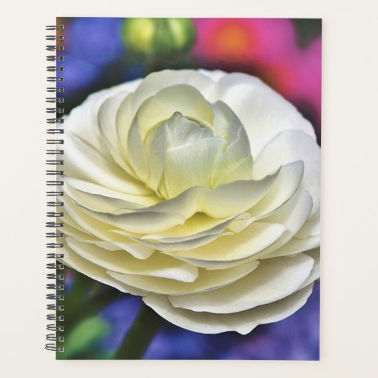 White Rose Planer (Vorderseite)
