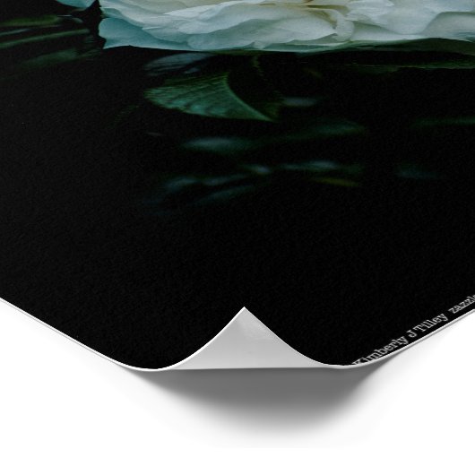 White Rose Poster (Ecke)