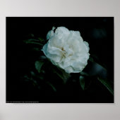 White Rose Poster (Vorne)