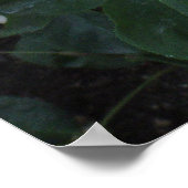 White Rose Poster (Ecke)