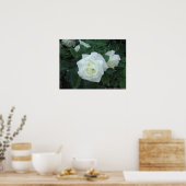 White Rose Poster (Küche)