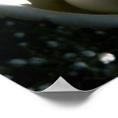 White Rose Poster (Ecke)