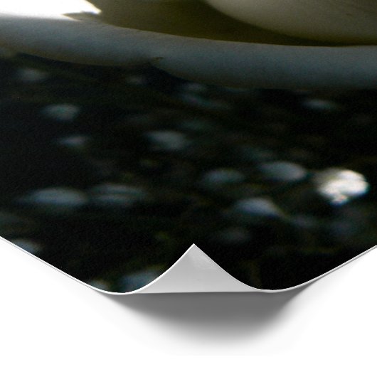 White Rose Poster (Ecke)