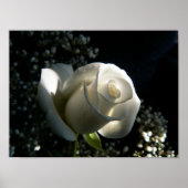 White Rose Poster (Vorne)