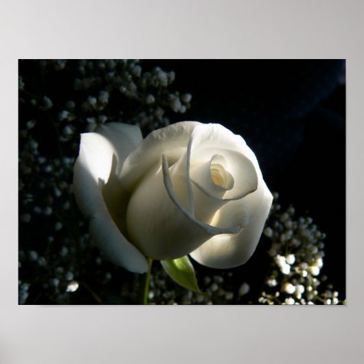White Rose Poster (Vorne)