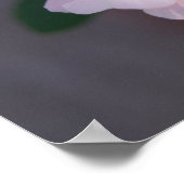 White Rose Poster (Ecke)