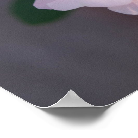 White Rose Poster (Ecke)