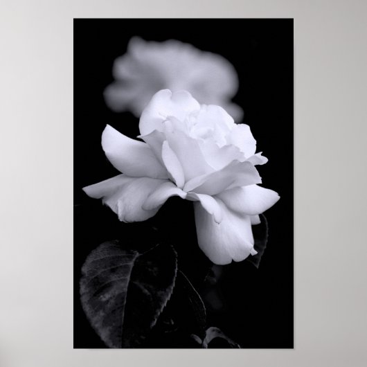 White Rose Poster (Vorne)