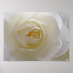 White Rose Poster drucken Schöne Blume Drucken