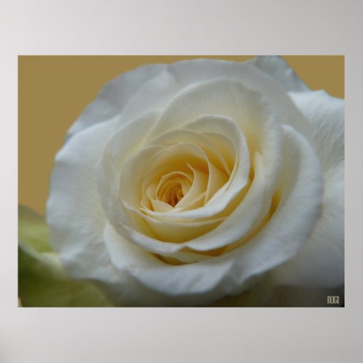 White Rose Poster drucken Schöne Blume Drucken (Vorne)