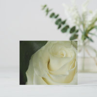 White Rose