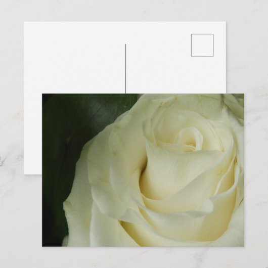 White Rose Postkarte (Vorne/Hinten)