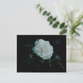 White Rose Postkarte (Stehend Vorderseite)