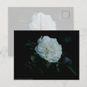 White Rose Postkarte (Vorne/Hinten)