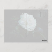 White Rose Postkarte (Rückseite)
