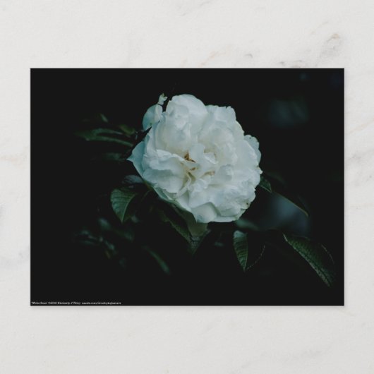 White Rose Postkarte (Vorderseite)
