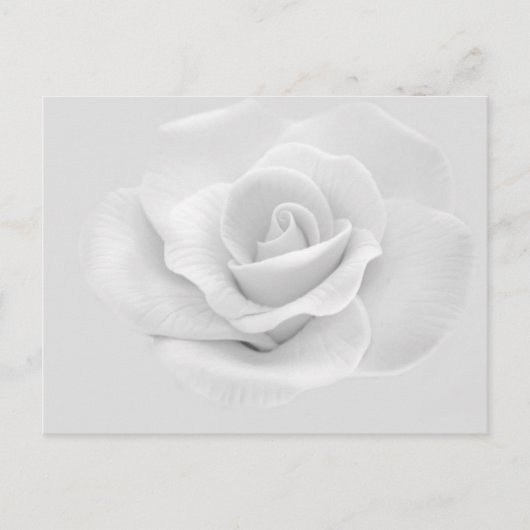 White Rose Postkarte (Vorderseite)