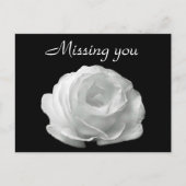 White Rose Postkarte (Vorderseite)