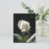 White Rose Postkarte (Stehend Vorderseite)