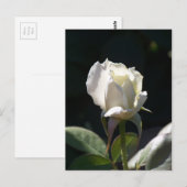 White Rose Postkarte (Vorne/Hinten)