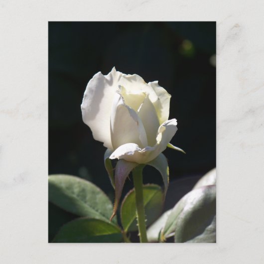 White Rose Postkarte (Vorderseite)