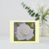 White Rose Postkarte (Stehend Vorderseite)