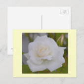 White Rose Postkarte (Vorne/Hinten)