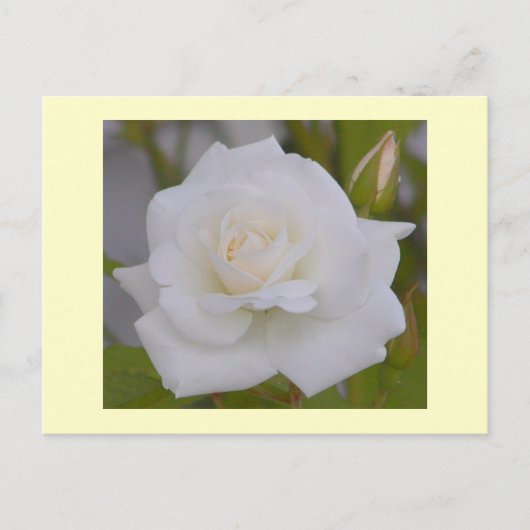 White Rose Postkarte (Vorderseite)