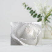 White Rose_ Postkarte (Stehend Vorderseite)