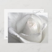 White Rose_ Postkarte (Vorne/Hinten)