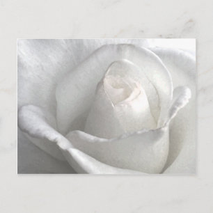 White Rose_ Postkarte