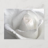 White Rose_ Postkarte (Vorderseite)