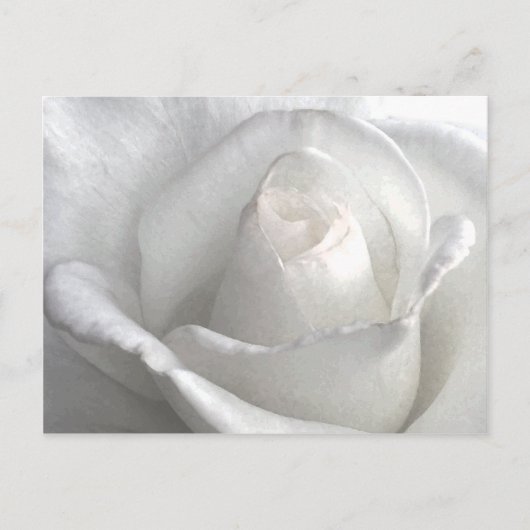 White Rose_ Postkarte (Vorderseite)
