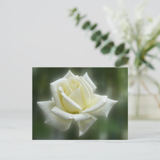 White Rose Postkarte (Stehend Vorderseite)